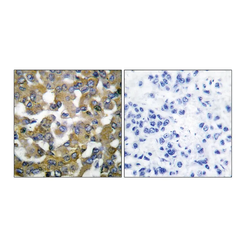 Merck Anti-Keratin 19 antibody produced in rabbit