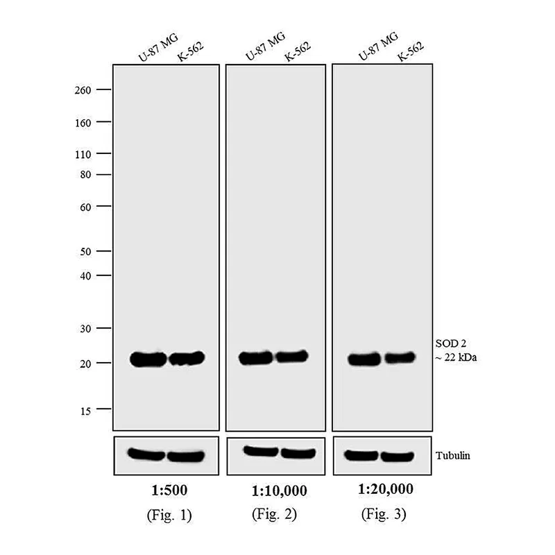 Thermo Fisher Scientific F(ab`)2-Goat anti-Mouse IgG (H+L) Secondary Antibody, Biotin