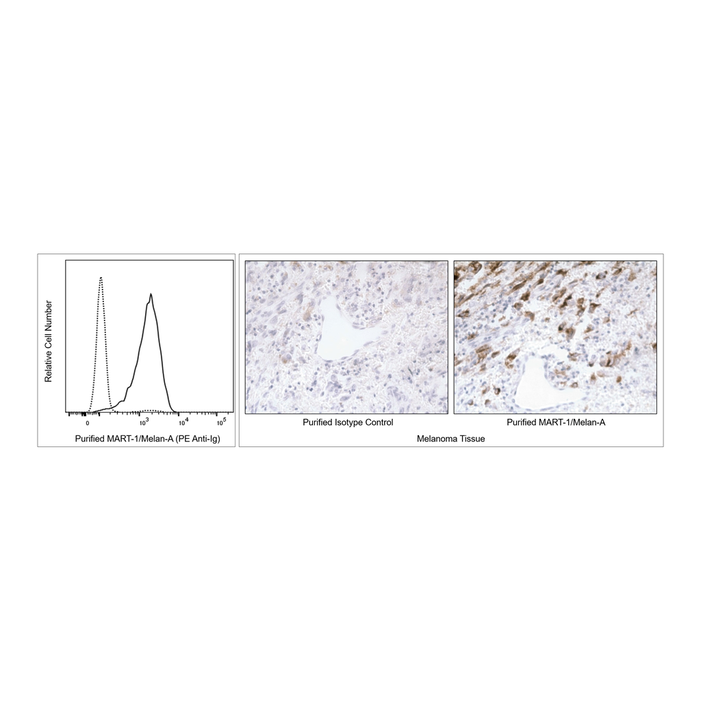 BD Purified Mouse Anti-Human MART-1/Melan-A