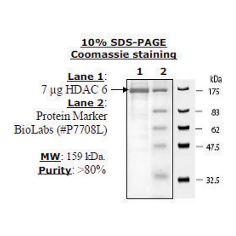 Merck HDAC-6 human