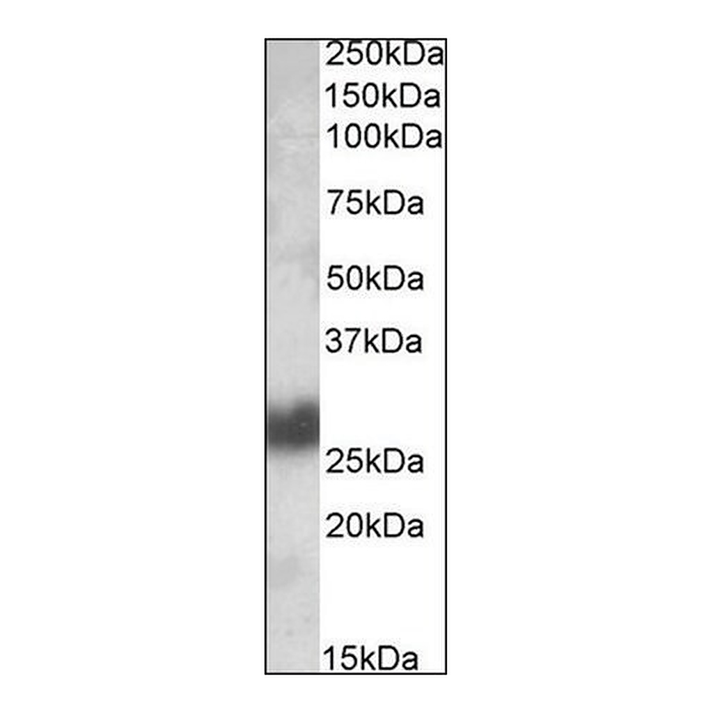 Merck Anti-THY1 antibody produced in goat