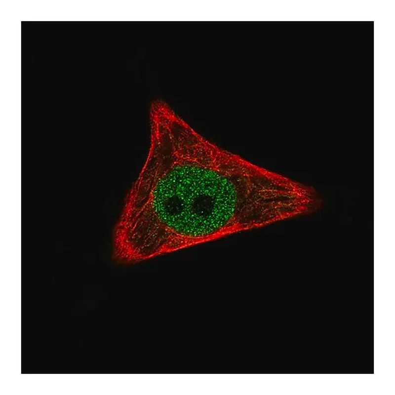 Merck Monoclonal Anti-WWTR1 antibody produced in mouse