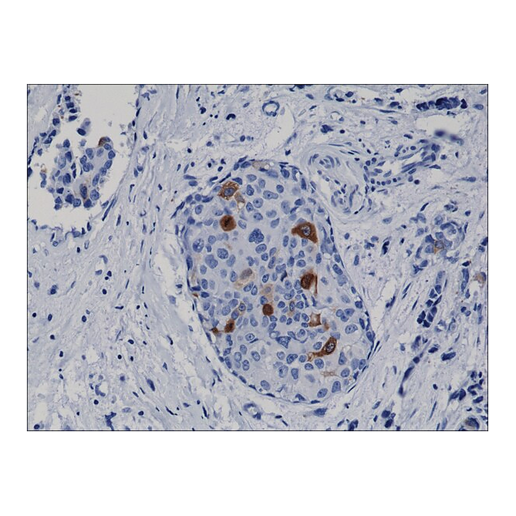 Merck Anti-Cyclin B1 antibody, Rabbit monoclonal