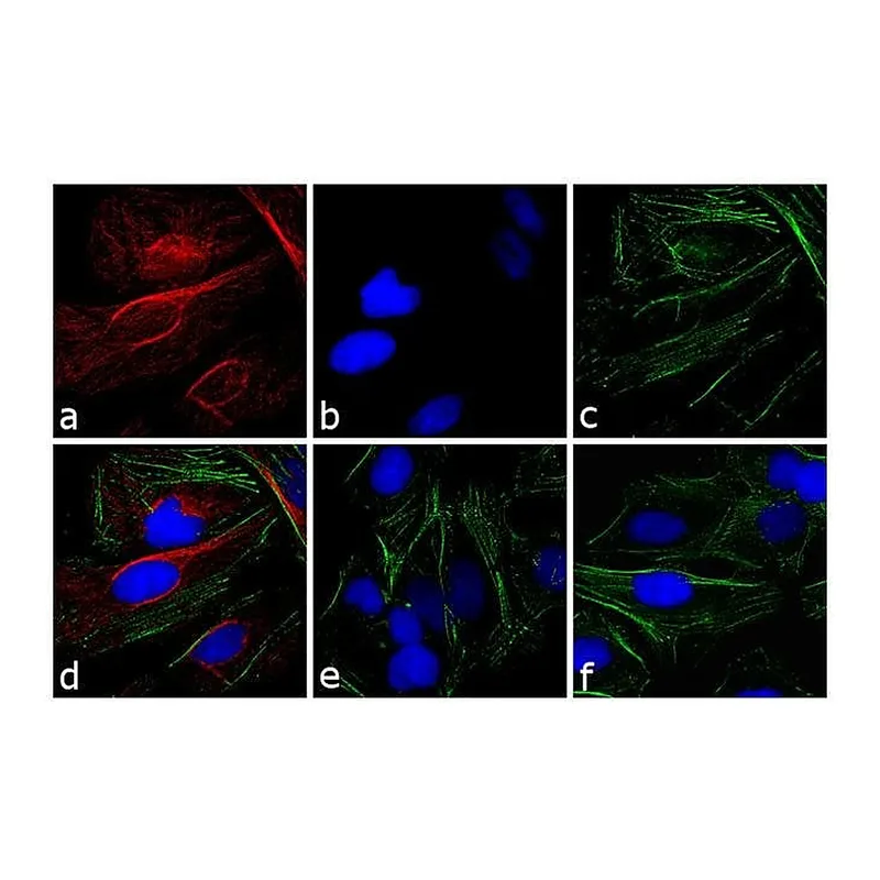Thermo Fisher Scientific Donkey anti-Rabbit IgG (H+L) Highly Cross-Adsorbed Secondary Antibody, TRITC