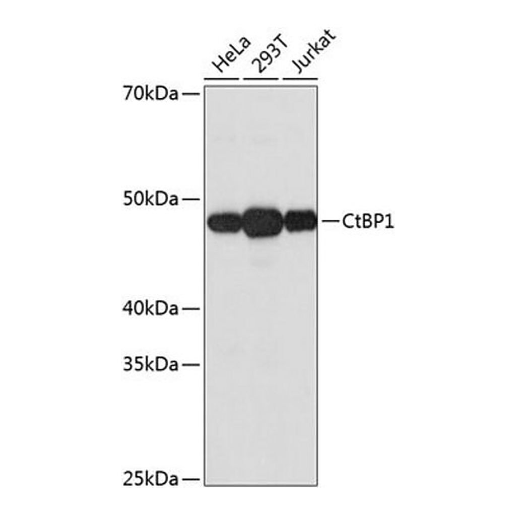 Merck Anti-CtBP1 antibody produced in rabbit