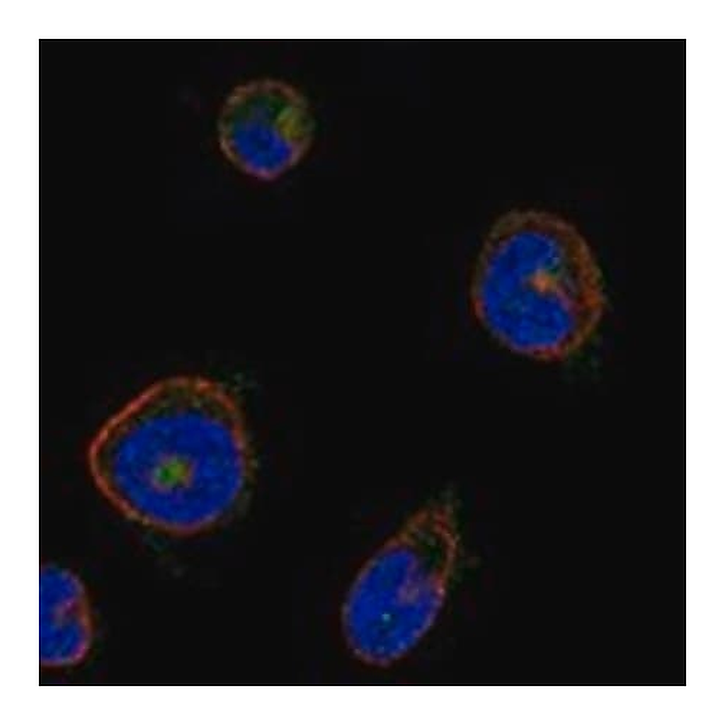 Merck Anti-MPIG6B antibody produced in rabbit