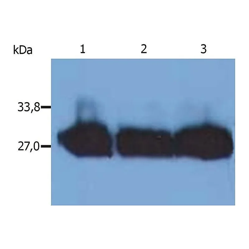 Thermo Fisher Scientific Mouse anti-Human Kappa Light Chain Secondary Antibody