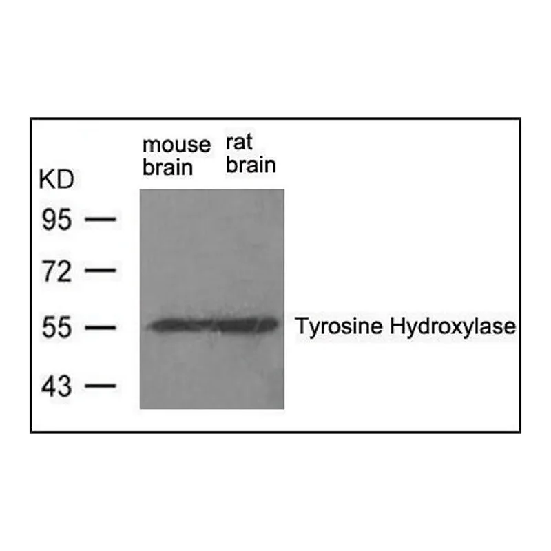 Merck Anti-Th (Ab-31) antibody produced in rabbit