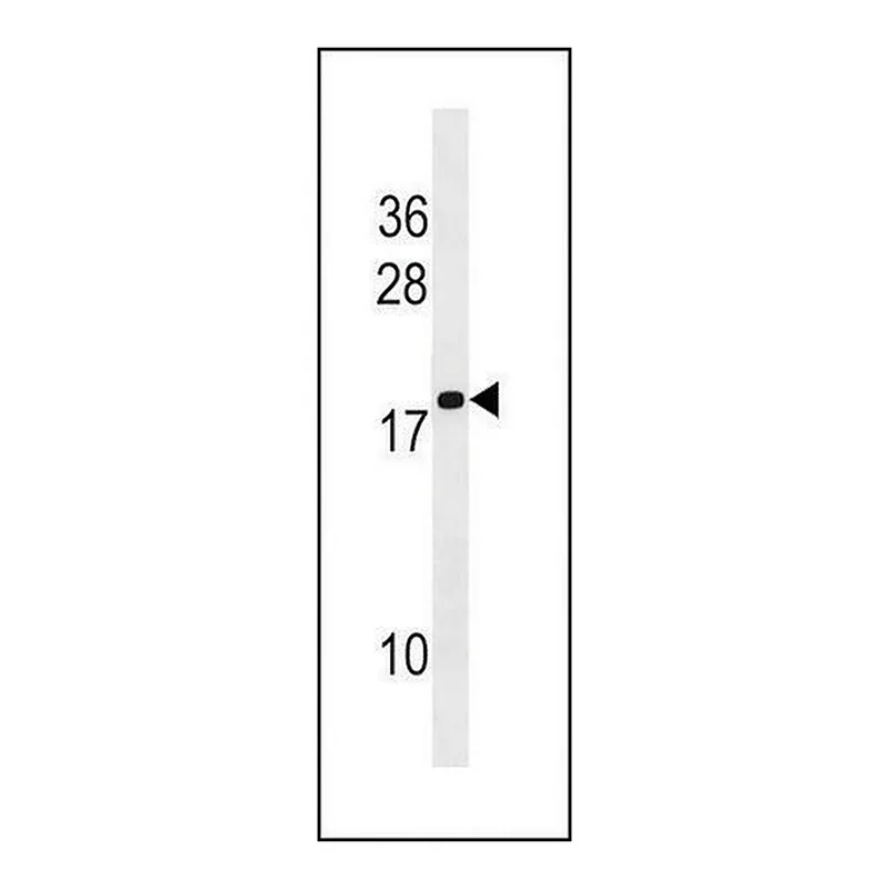Merck ANTI-HILS1(N-TERMINAL) antibody produced in rabbit