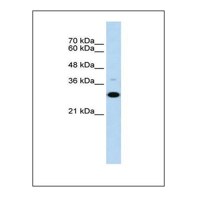 Merck Anti-CD40 antibody produced in rabbit