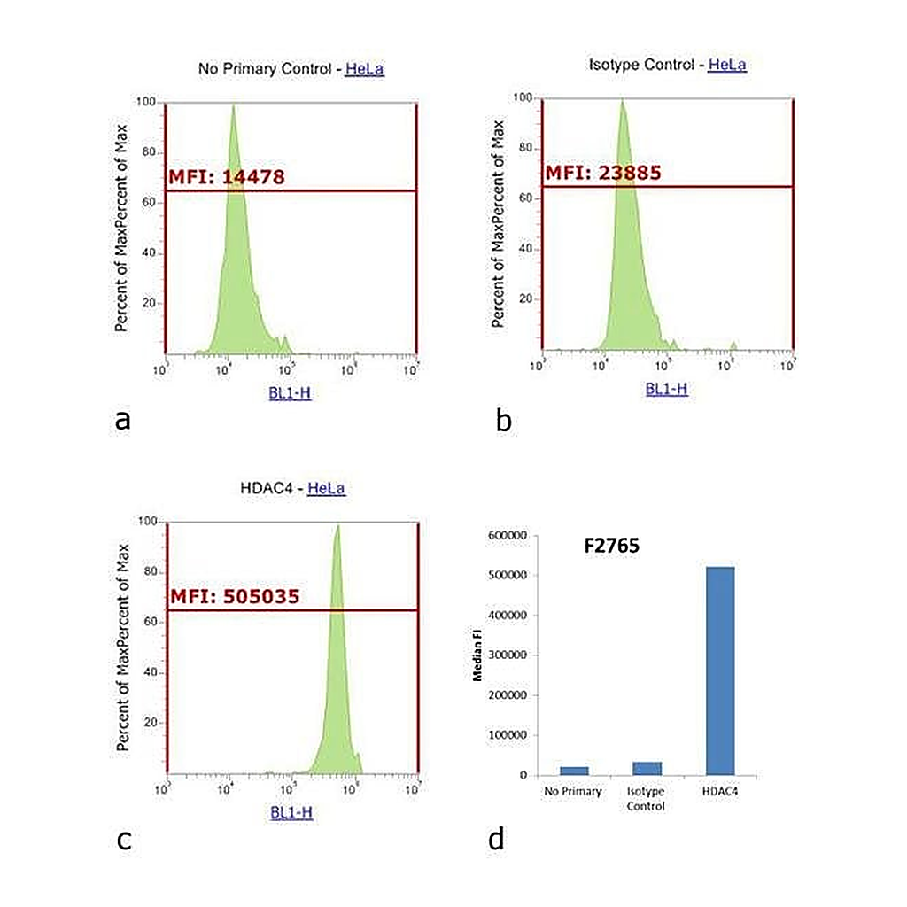 Thermo Fisher Scientific Goat anti-Rabbit IgG (H+L) Cross-Adsorbed Secondary Antibody, FITC