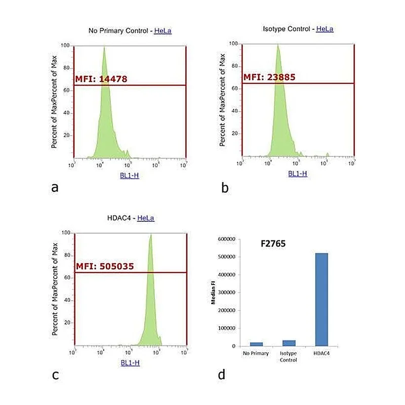 Thermo Fisher Scientific Goat anti-Rabbit IgG (H+L) Cross-Adsorbed Secondary Antibody, FITC