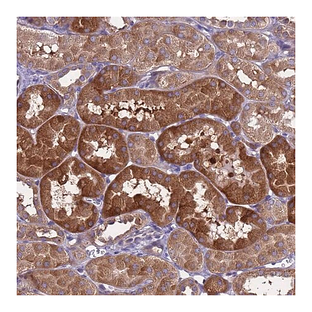 Merck Anti-RC3H2 antibody produced in rabbit
