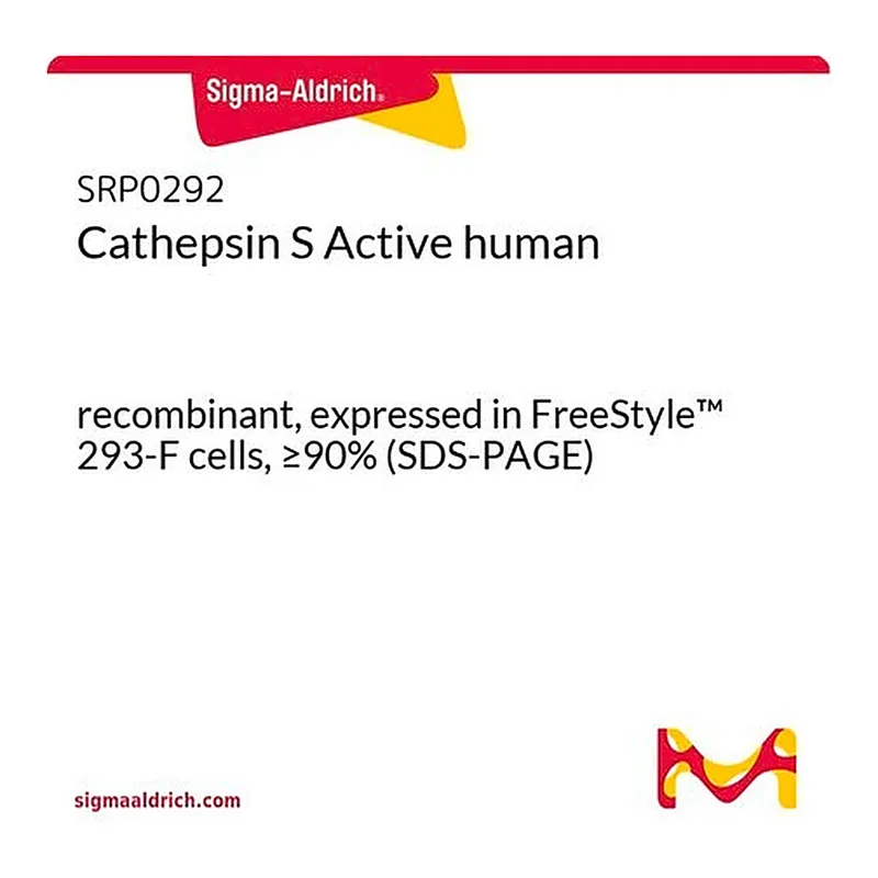 Merck Cathepsin S Active human