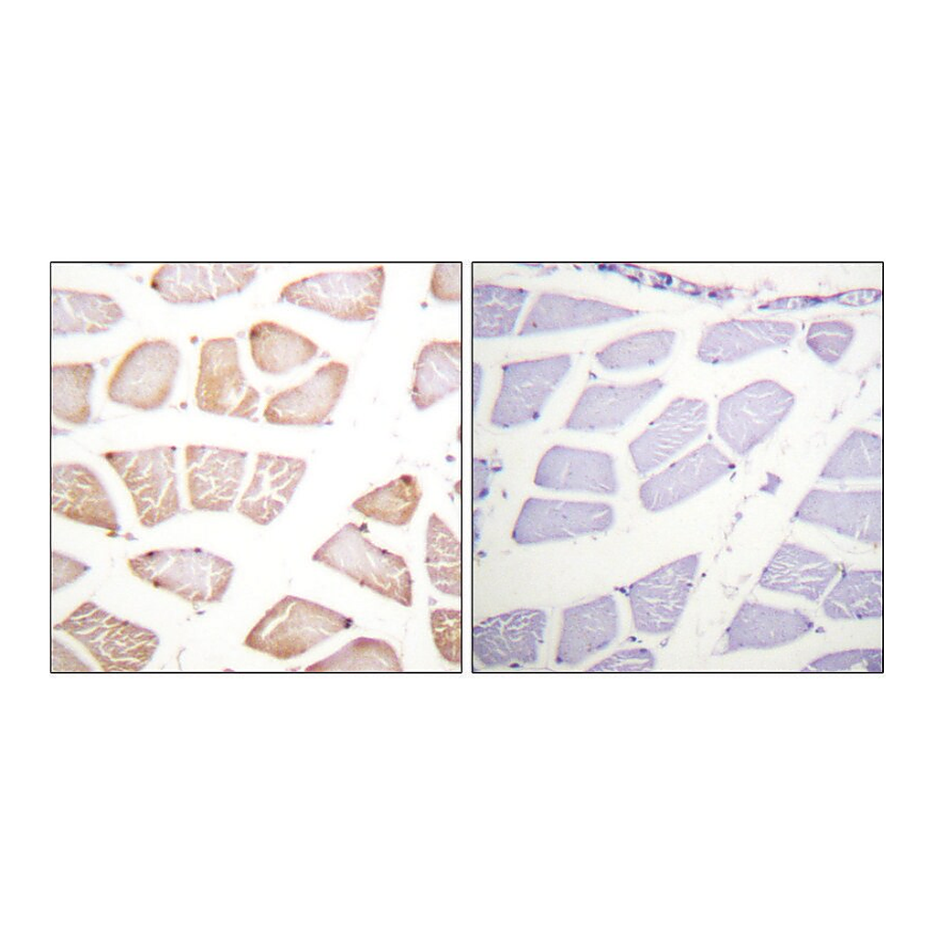 Merck Anti-AKT antibody produced in rabbit
