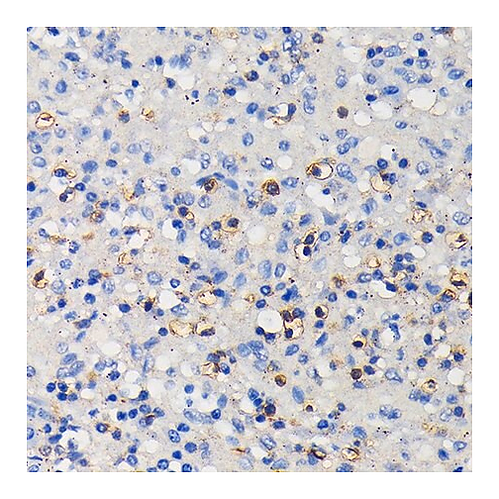 Merck Anti-CD11a/LFA-1A/ITGAL antibody produced in rabbit