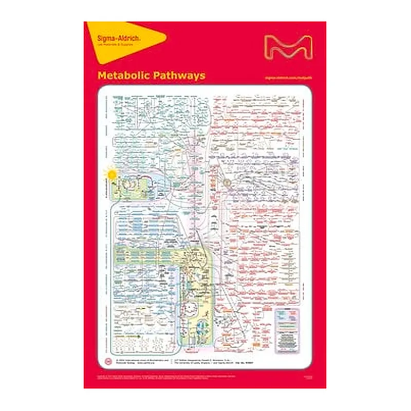 Merck METABOLIC PATHWAYS, 22ND ED. POSTER, 33&