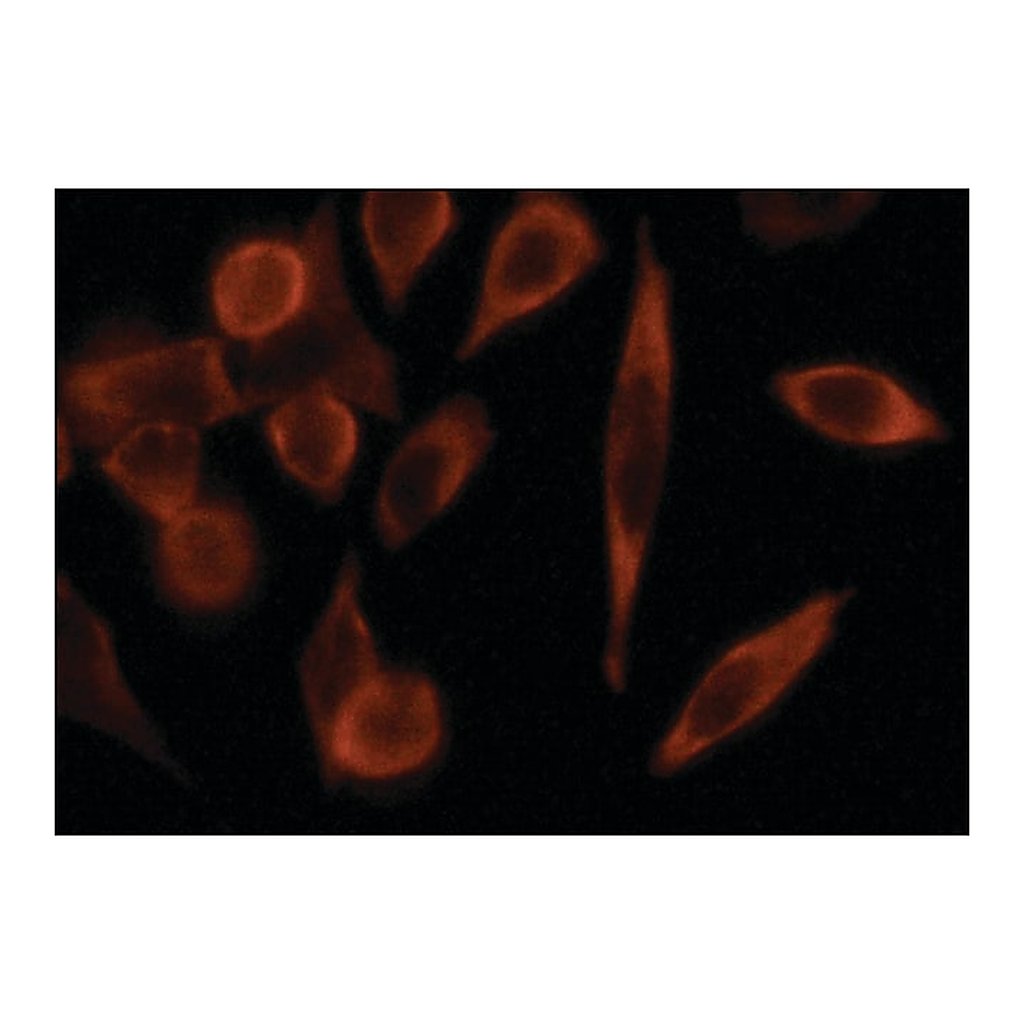Merck Anti-G3BP antibody produced in rabbit