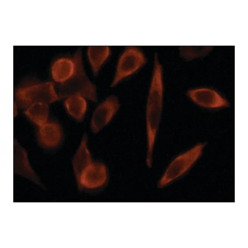 Merck Anti-G3BP antibody produced in rabbit
