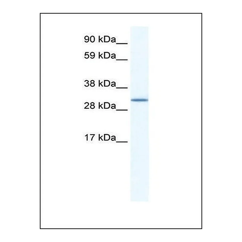 Merck Anti-SPIC antibody produced in rabbit