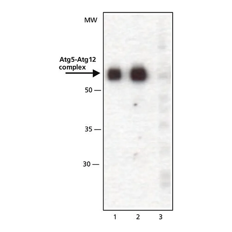 Merck Anti-ATG5 (C-terminal) antibody produced in rabbit