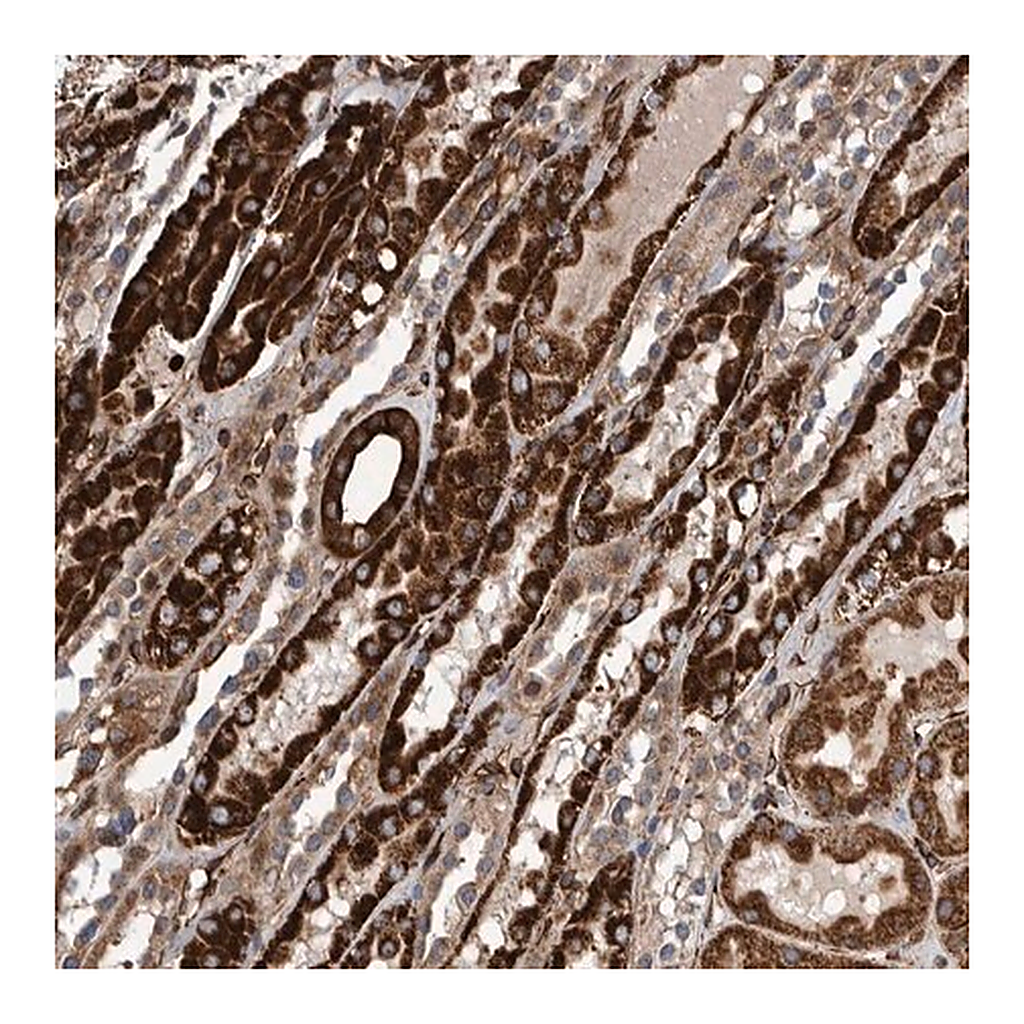 Merck Anti-CCDC57 antibody produced in rabbit
