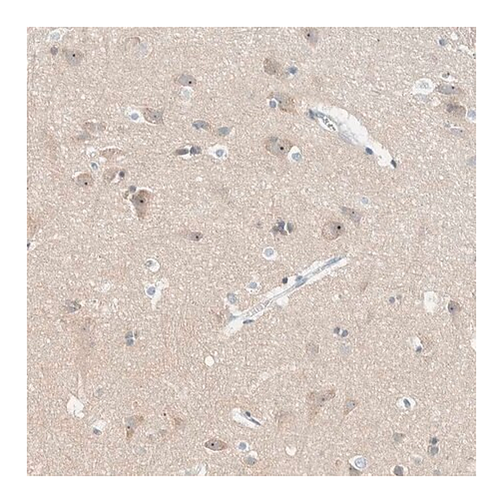 Merck Anti-NDE1 antibody produced in rabbit