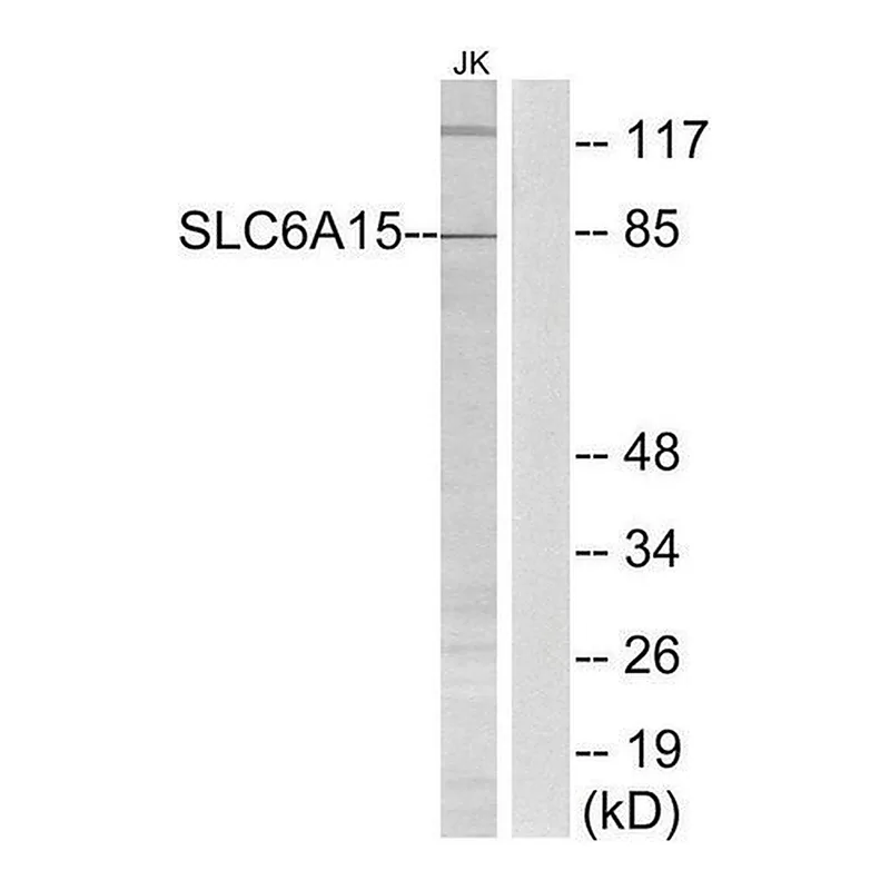 Merck Anti-SLC6A15 antibody produced in rabbit