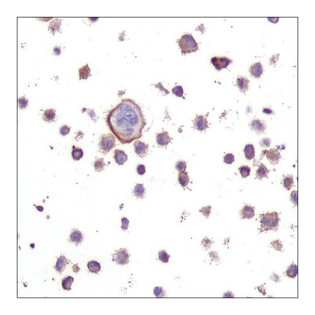 Merck Anti-N-RAS antibody, Rabbit monoclonal