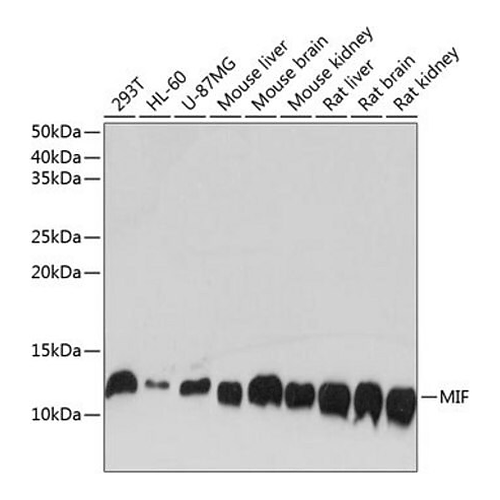 Merck Anti-MIF antibody produced in rabbit