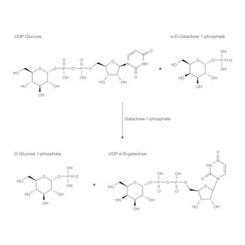 Merck GALACTOSE-1-PHOSPHATE URIDYLTRANSFERASE