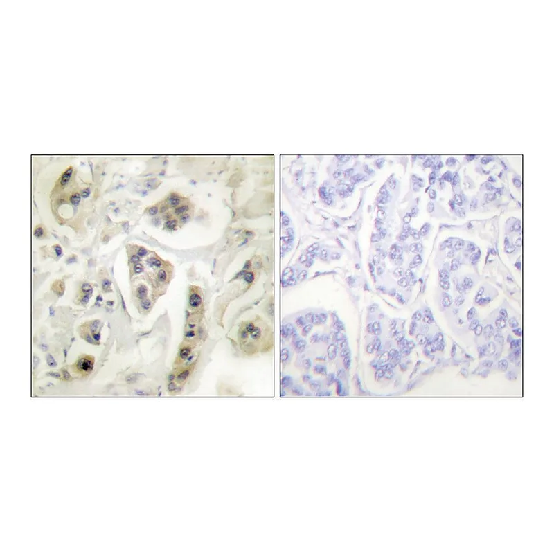 Merck Anti-HSP60 antibody produced in rabbit