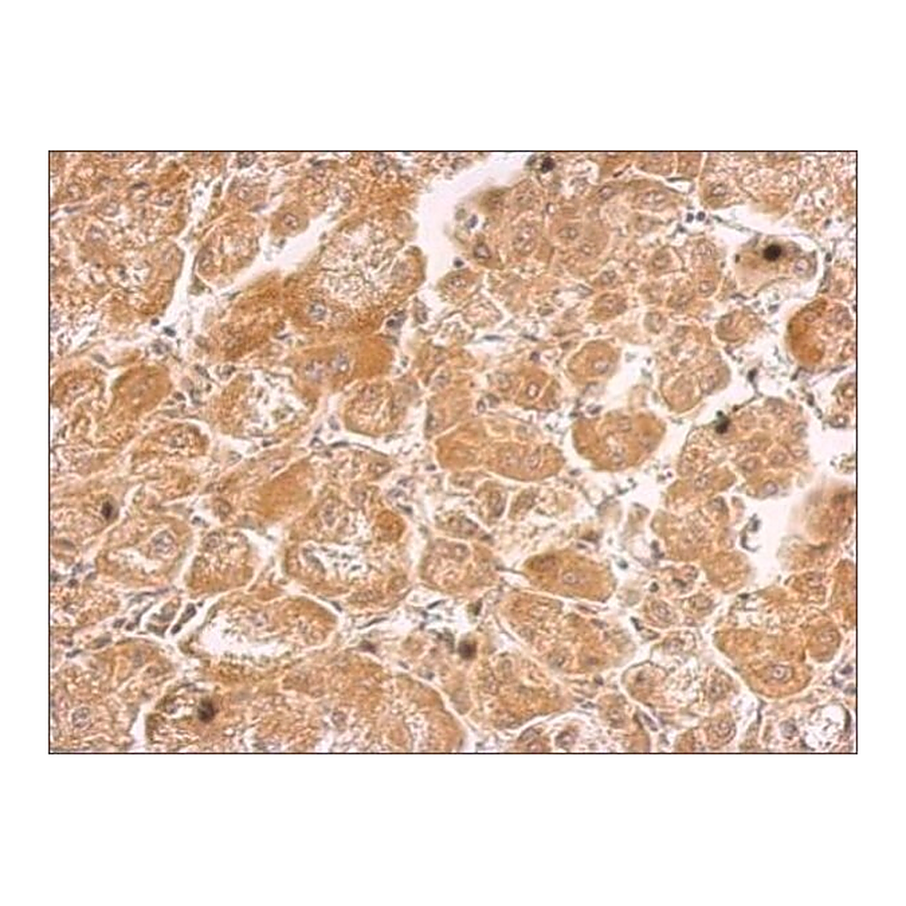 Merck Anti-HHIP antibody produced in rabbit