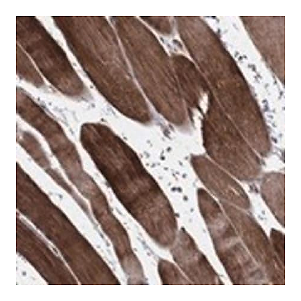 Merck Anti-CARM1 antibody produced in rabbit