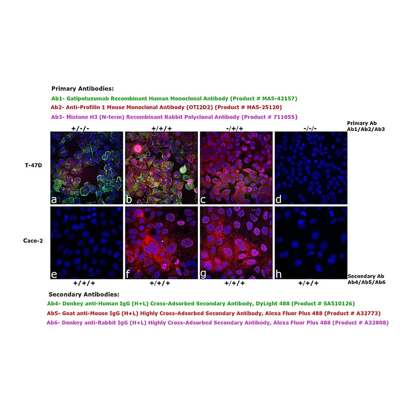Thermo Fisher Scientific Donkey anti-Human IgG (H+L) Cross-Adsorbed Secondary Antibody, DyLight 488