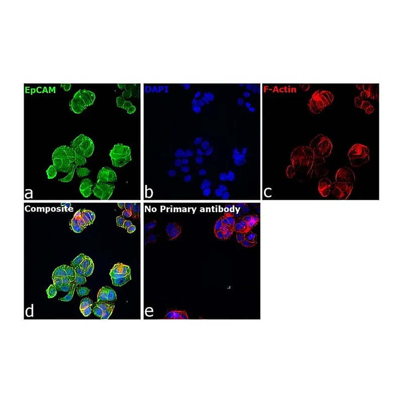 Thermo Fisher Scientific Goat anti-Rabbit IgG (H+L) Secondary Antibody