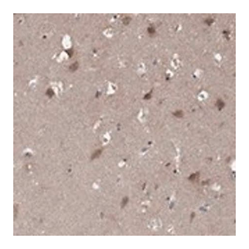 Merck Anti-LPCAT4 antibody produced in rabbit