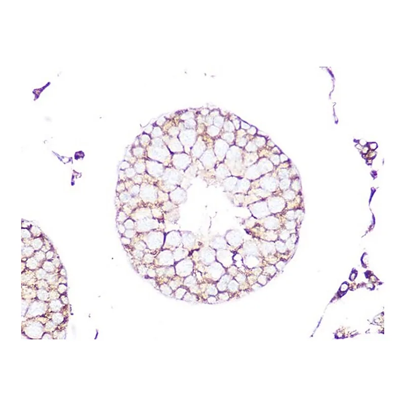Merck Anti-RHOA/RHOB/RHOC antibody produced in rabbit