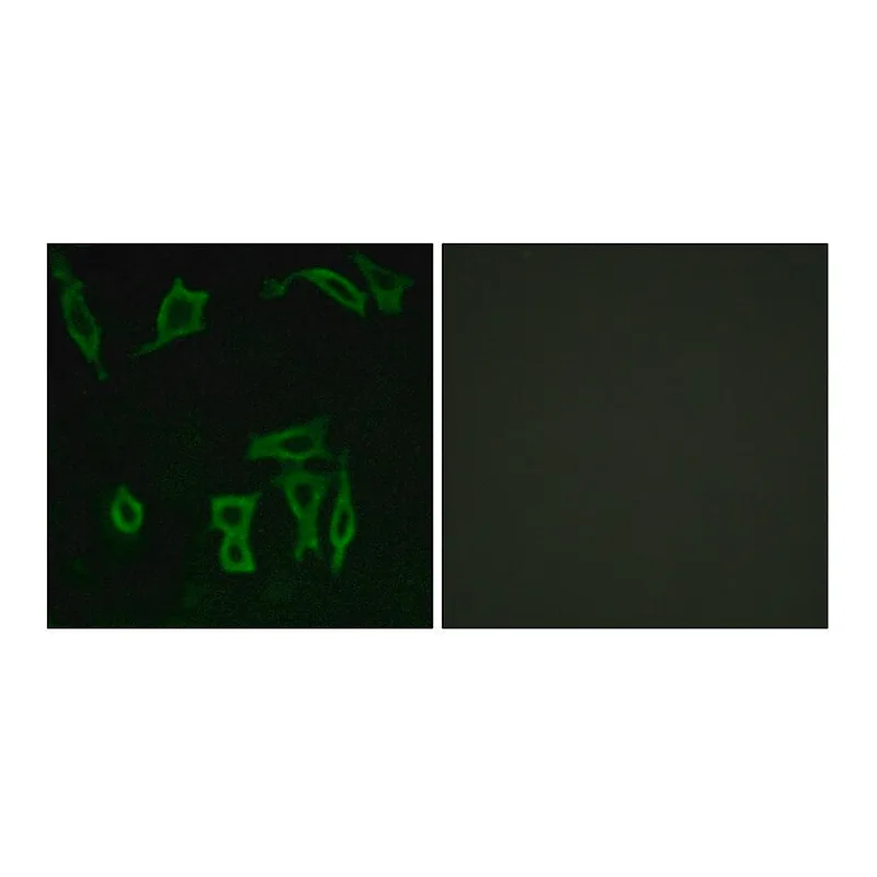 Merck Anti-GRM5 antibody produced in rabbit