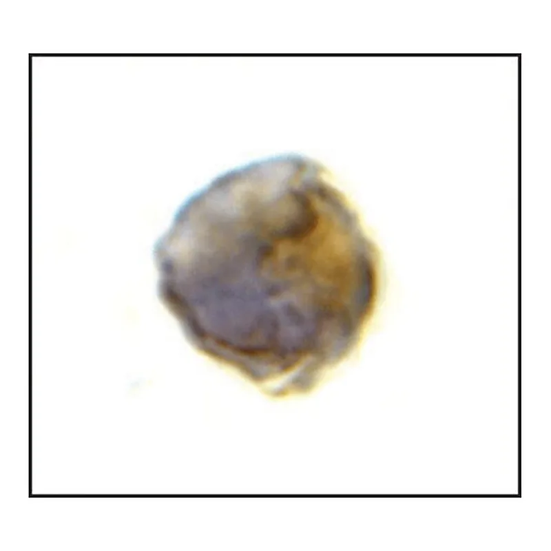 Merck Anti-TLR8 antibody produced in rabbit