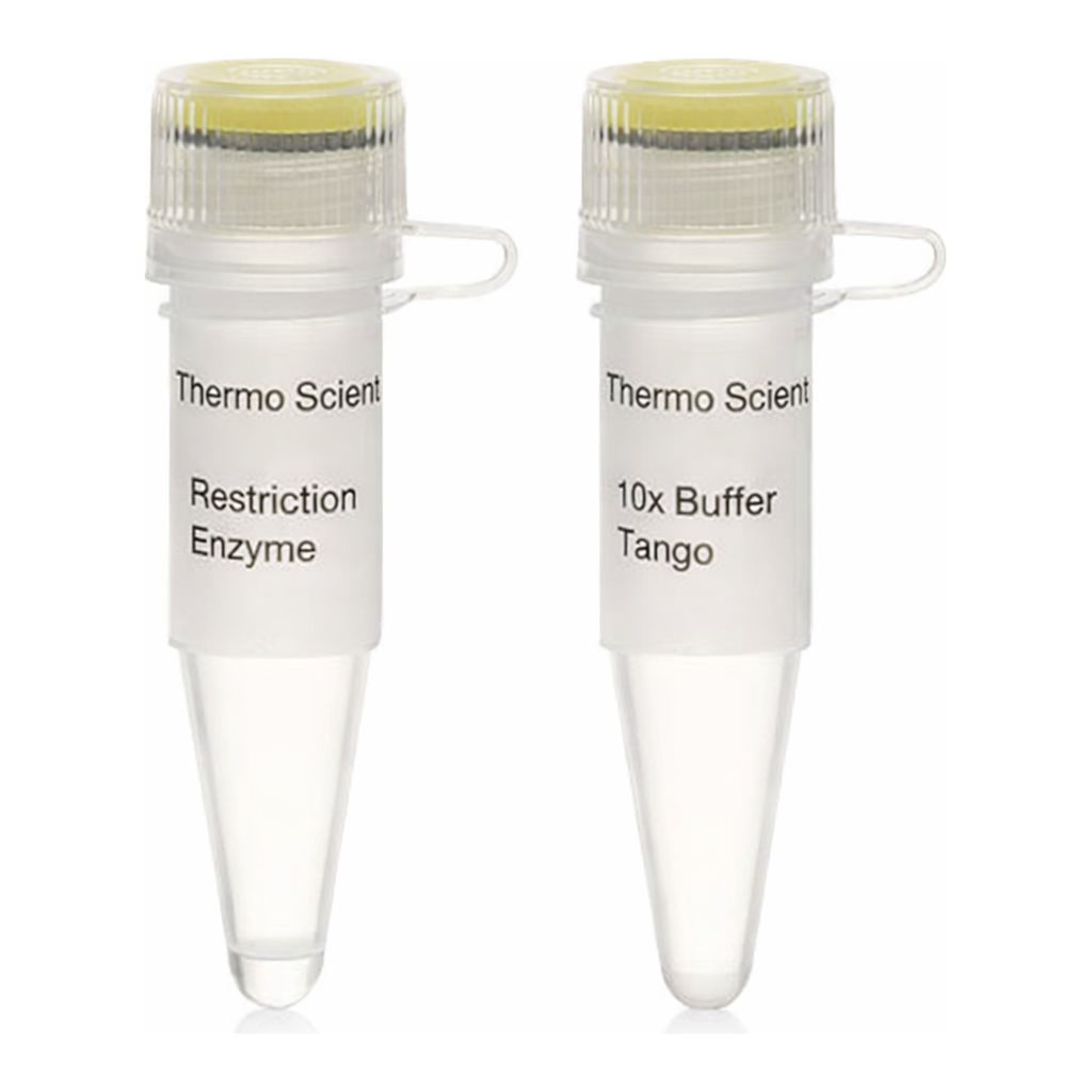 Thermo Fisher Scientific BseLI (BslI) (10 U/&mu;L)