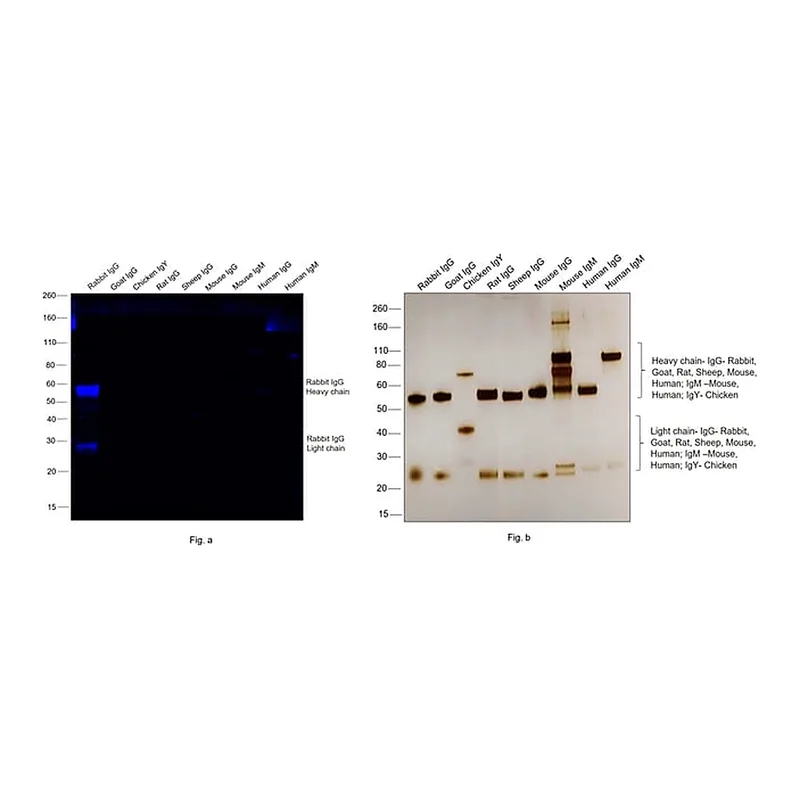 Thermo Fisher Scientific Goat anti-Rabbit IgG (H+L) Cross-Adsorbed Secondary Antibody, Alexa Fluor 700