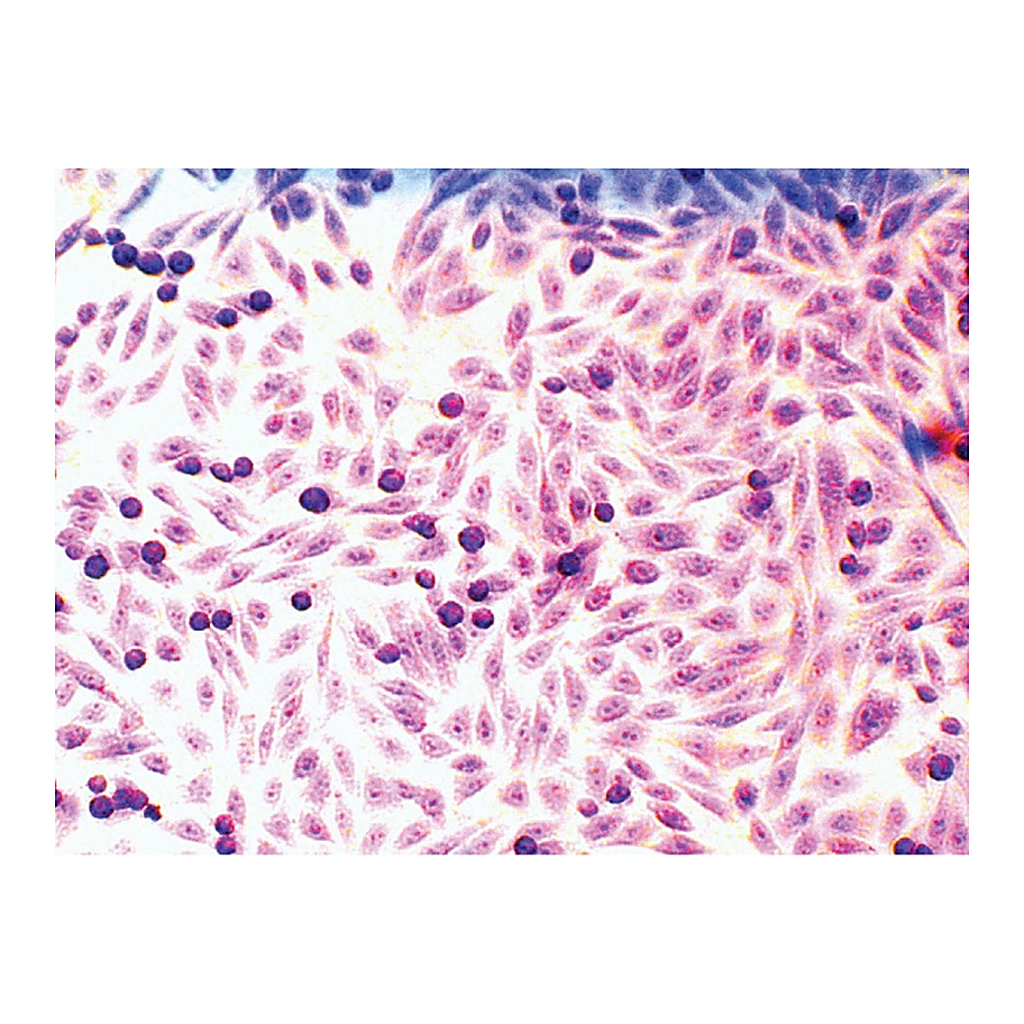 Himedia Microscopy Slide Set for  Mammalian Cell lines