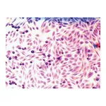 Himedia Microscopy Slide Set for Mammalian Cell lines