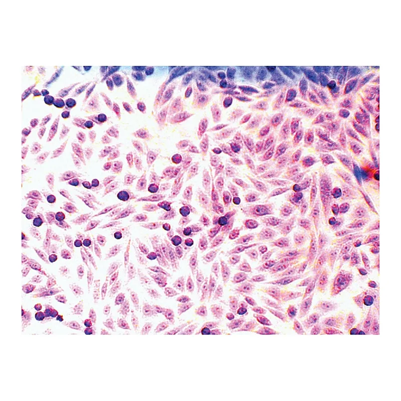 Himedia Microscopy Slide Set for Mammalian Cell lines
