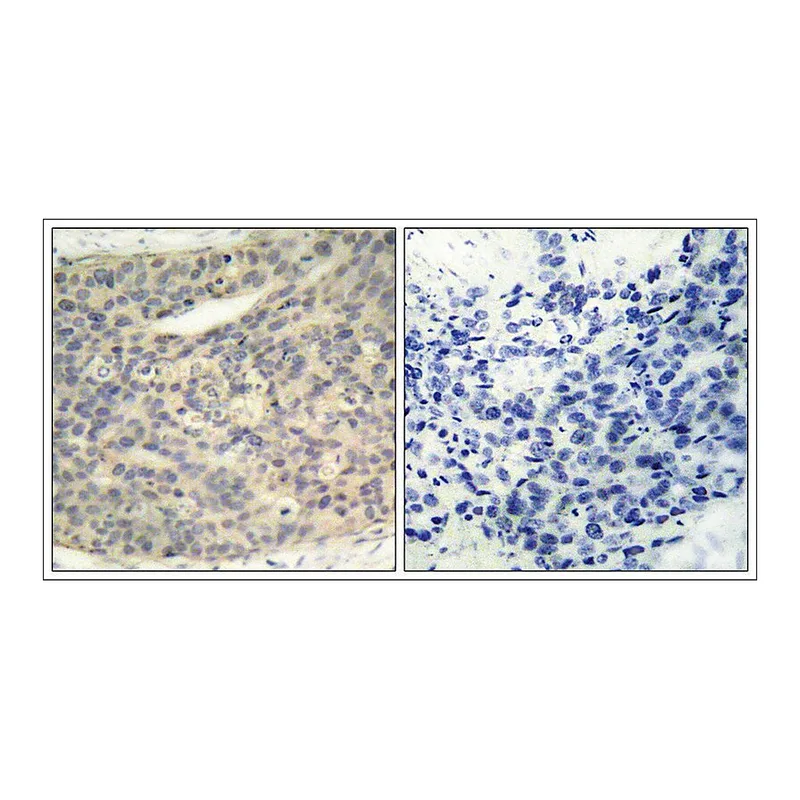 Merck Anti-phospho-LIMK1 (pThr508) antibody produced in rabbit