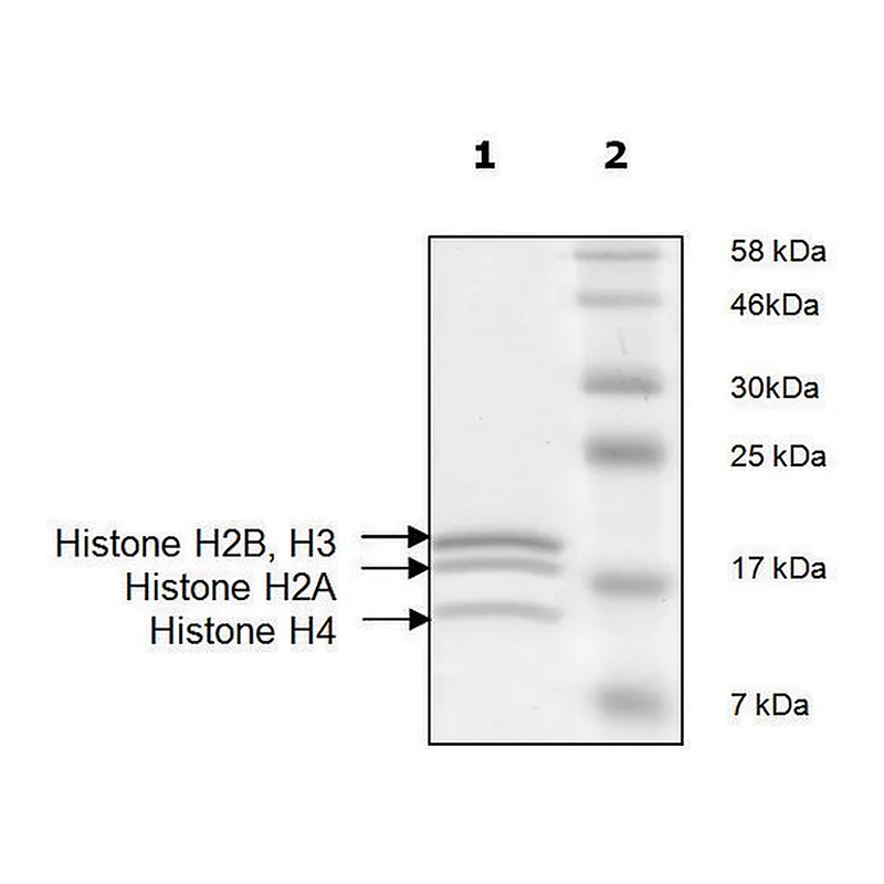 Merck Histone Octamer full length human