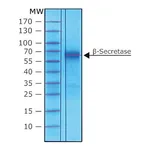 Merck BETA-SECRETASE HUMAN, RECOMBINANT, EXPRE