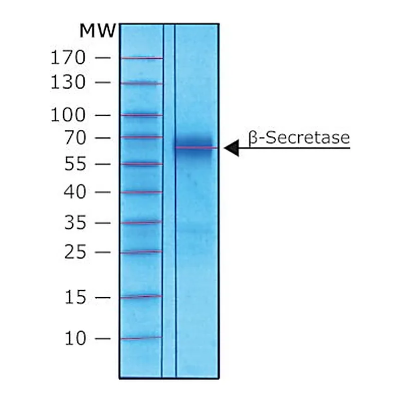 Merck BETA-SECRETASE HUMAN, RECOMBINANT, EXPRE
