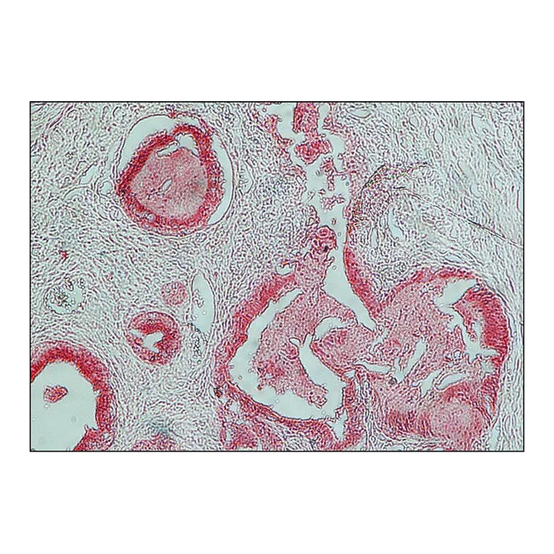 Merck Anti-Rabbit IgG (whole molecule)-Alkaline Phosphatase antibody produced in goat